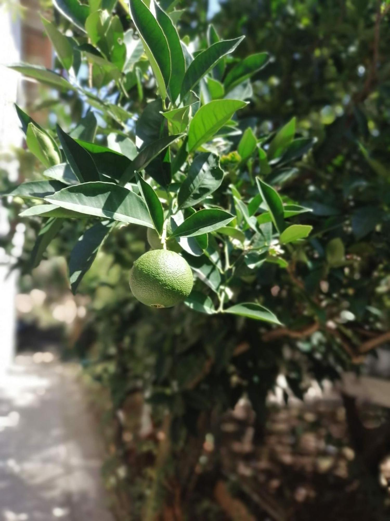 Apartmani Lala 2 Canj Čanj Exterior foto