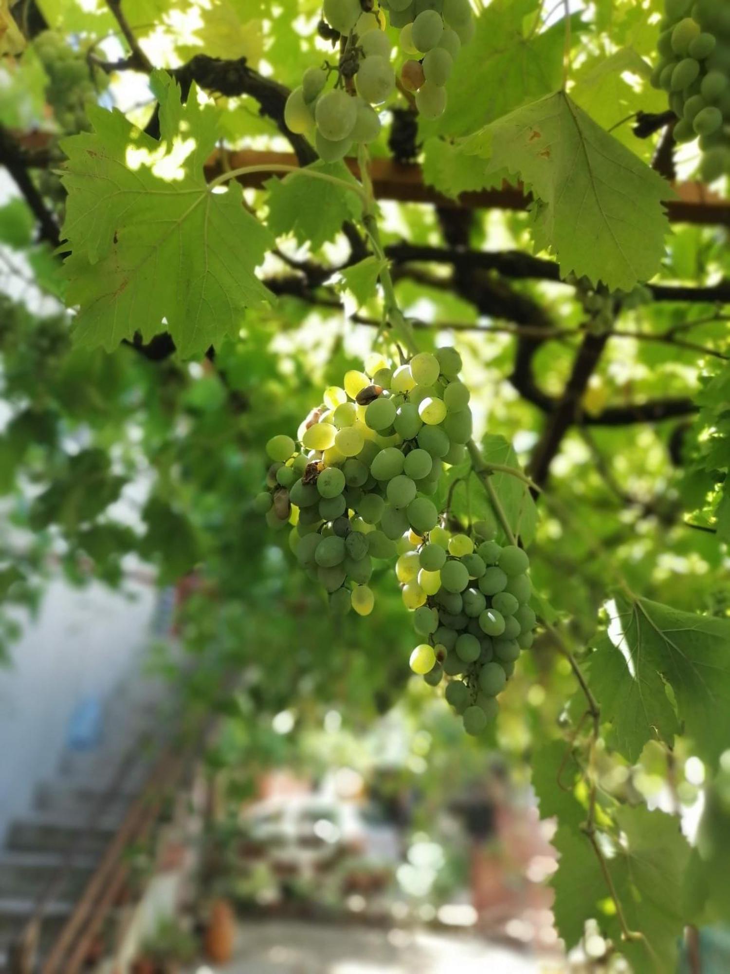 Apartmani Lala 2 Canj Čanj Exterior foto